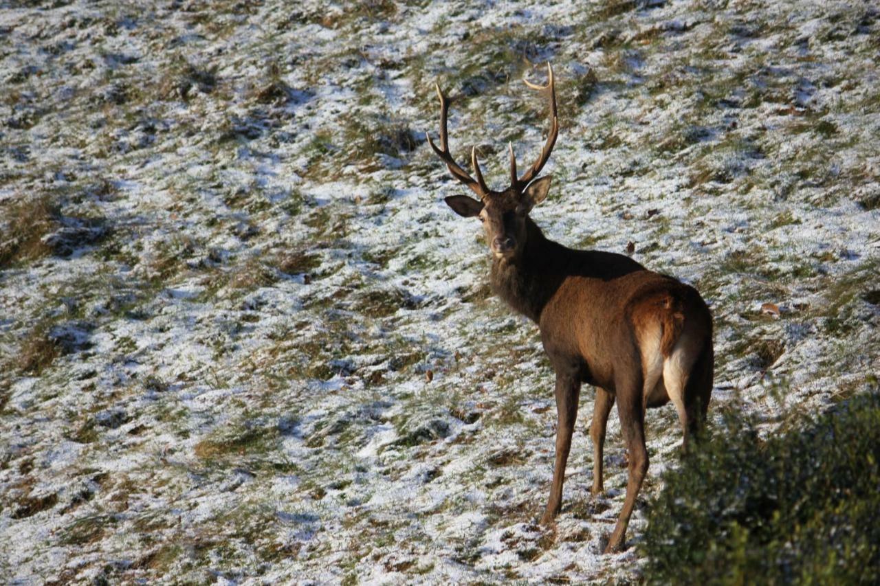 Ferienhaus Maison Du Coue Pyrenees Mourtis Pour 2 A 12 Pers